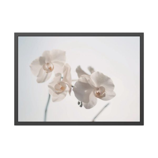 Beautiful White Orchid Framed Poster