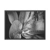 Black and White  Framed Poster