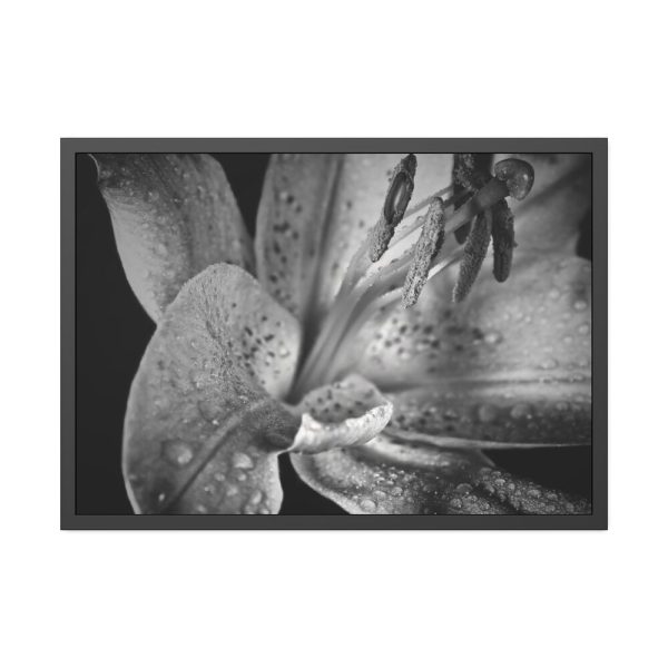 Black and White  Framed Poster