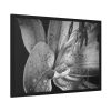 Black and White  Framed Poster