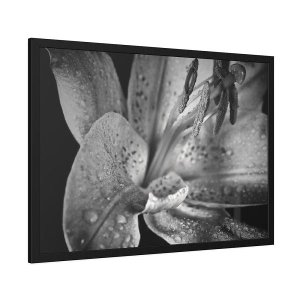 Black and White  Framed Poster