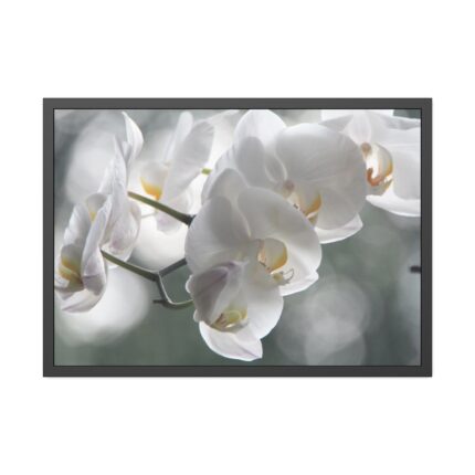 Orchids Elegant Framed Poster