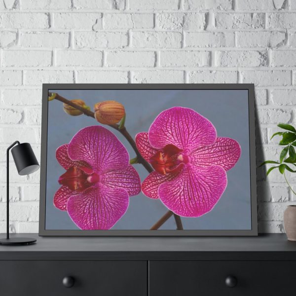 Pink Moth Orchid Framed Poster