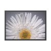 93854-232.jpg White Daisy Framed Poster