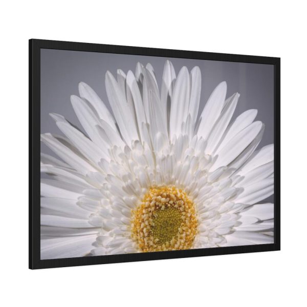 93854-233.jpg White Daisy Framed Poster