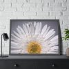 93854-235.jpg White Daisy Framed Poster