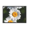 93854-236.jpg White Daisy Flower Framed Poster