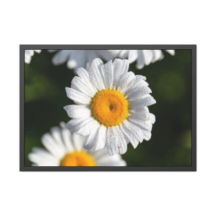 White Daisy Flower Framed Poster