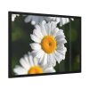 93854-237.jpg White Daisy Flower Framed Poster