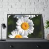 93854-239.jpg White Daisy Flower Framed Poster