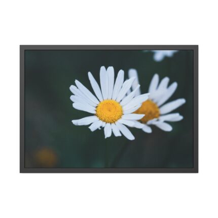 Wild Daisy Framed Poster