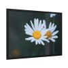 93854-249.jpg Wild Daisy Framed Poster