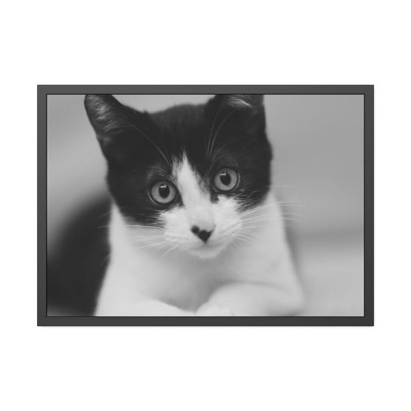 Bicolor Cat Framed Poster