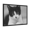 Bicolor Cat Framed Poster
