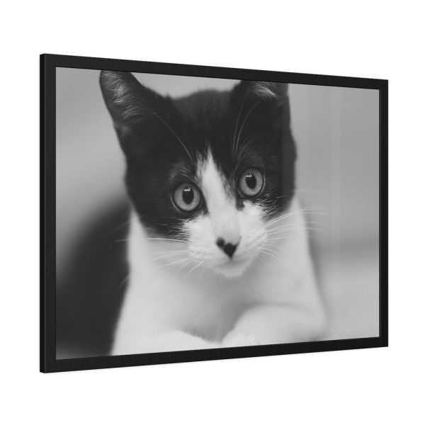 Bicolor Cat Framed Poster