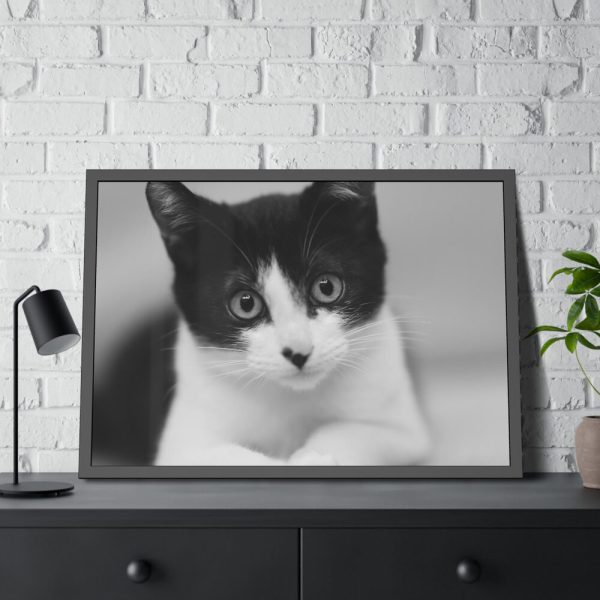 Bicolor Cat Framed Poster