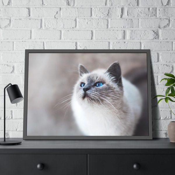 93854-291.jpg Closeup of a Blue Eyed Cat Framed Poster