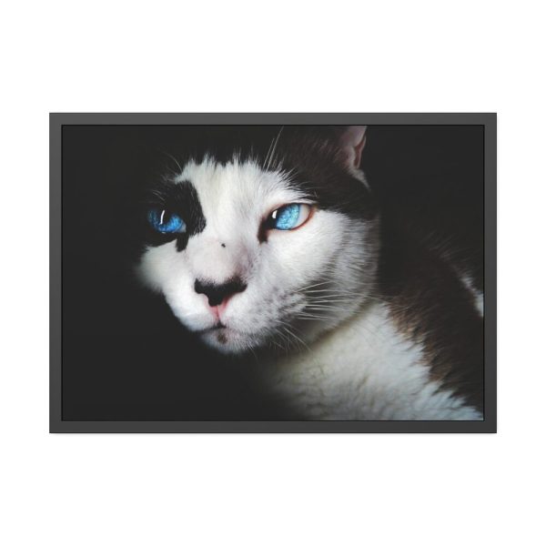 93854-320.jpg Bicolor Cat with Piercing Blue Eyes Framed Poster