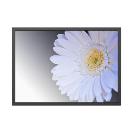 White Gerbera Framed  Poster