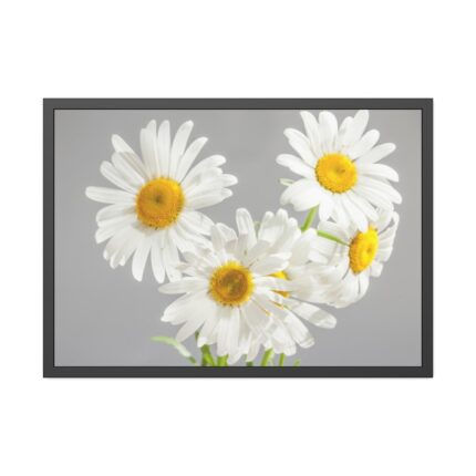 White Daisy Bloom Framed Poster