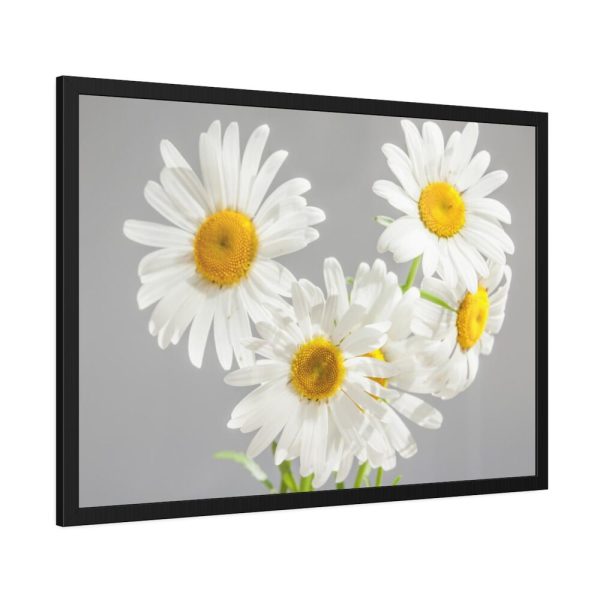 White Daisy Bloom Framed Poster