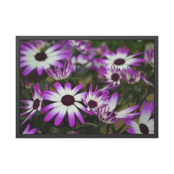 93854-356.jpg Purple Garden Cosmos Framed Poster