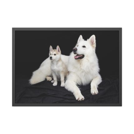 White Swiss Shepherds Framed Poster