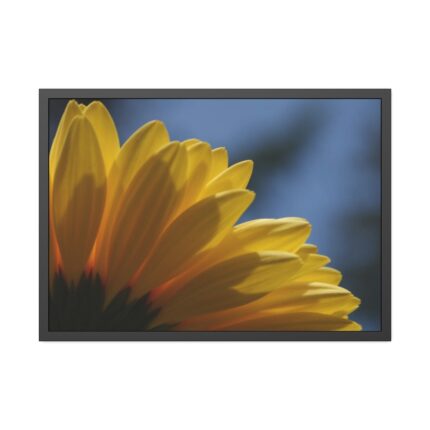 Daisy Gerbera Framed Poster