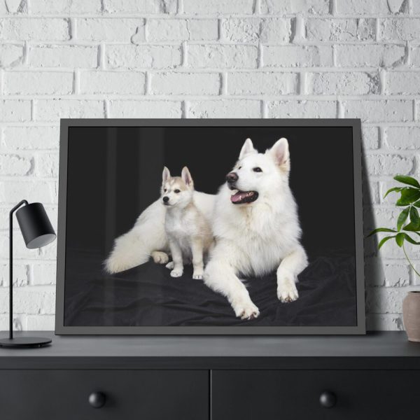 93854-39.jpg White Swiss Shepherds Framed Poster