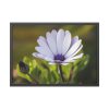 93854-392.jpg Herbaceous Plant Framed Poster