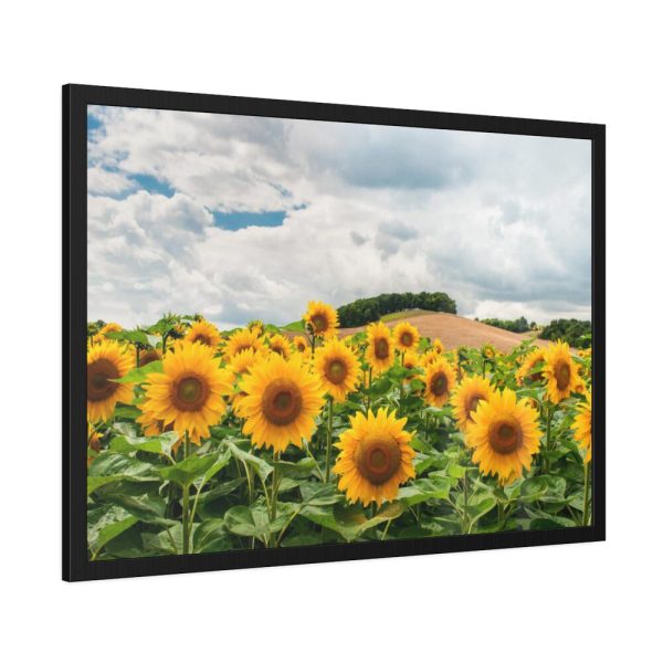 93854-401.jpg Agriculture Sunflower Framed Poster
