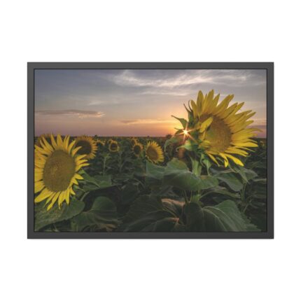 Sunflower Plant Flower Framed Poster