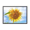 93854-424.jpg Farming Yellow Flowers Framed Poster