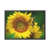 93854-428.jpg Sunflowers Begin to Bloom Framed Poster