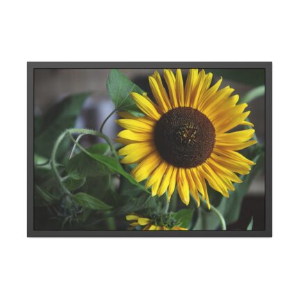 Blooming Sunflower Framed Poster