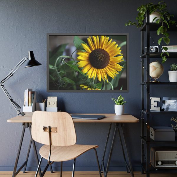 93854-502.jpg Blooming Sunflower Framed Poster