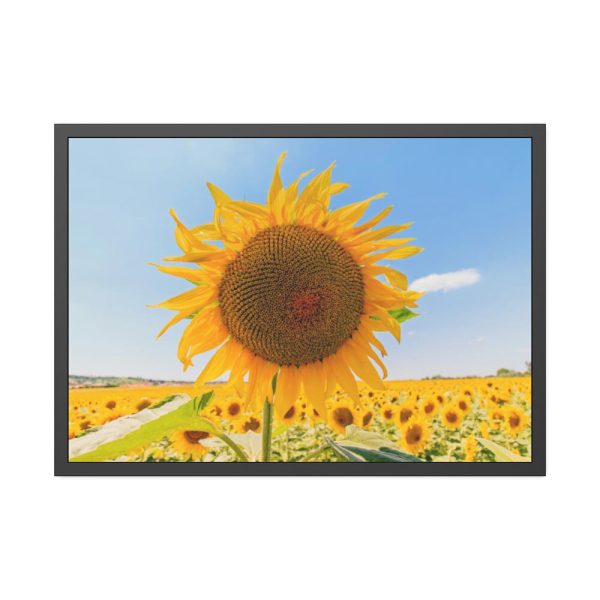 93854-540.jpg Sunflower Summer Framed Poster