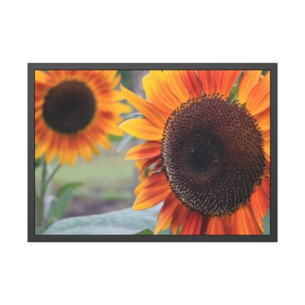 Colorful Orange Sunflower  Framed Poster