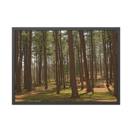Leominster State Forest Framed Poster