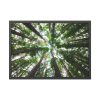 93854-640.jpg Tall Trees in the Forest Framed Poster