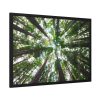 93854-641.jpg Tall Trees in the Forest Framed Poster