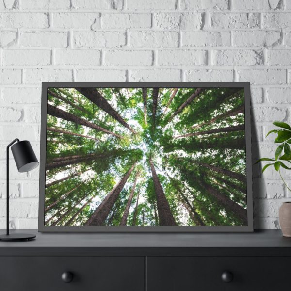 93854-643.jpg Tall Trees in the Forest Framed Poster