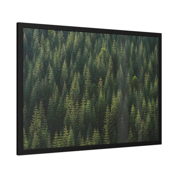 93854-657.jpg Forest on Mount Saint Helens Framed Poster