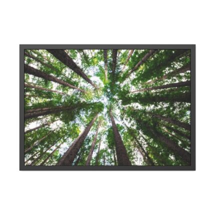 Forest in Warburton, Australia Framed Poster