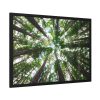 93854-717.jpg Forest in Warburton, Australia Framed Poster