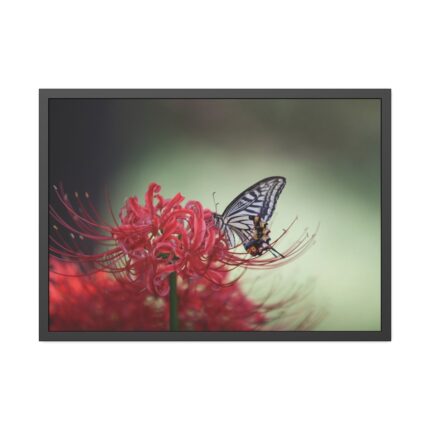 Butterfly on Red Flower Framed Poster