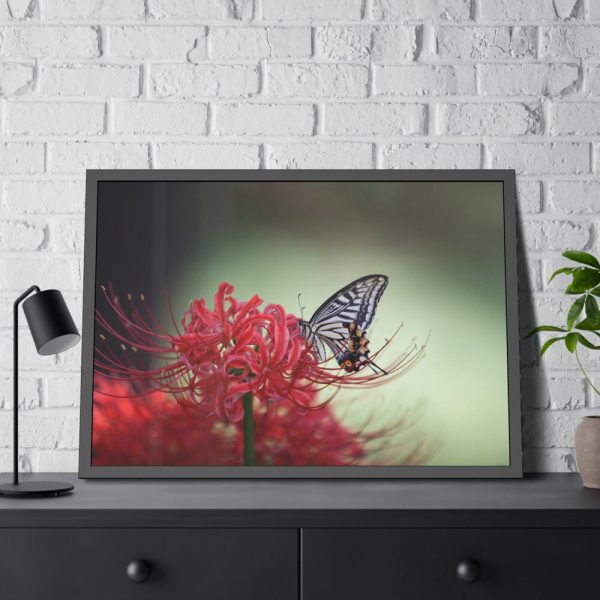 93854-95.jpg Butterfly on Red Flower Framed Poster