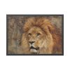 Beautiful Lion's Head Framed Poster