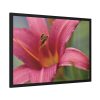 Blooming Flower Pink Framed Poster