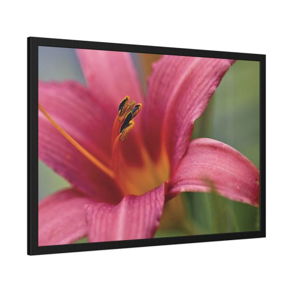 Blooming Flower Pink Framed Poster